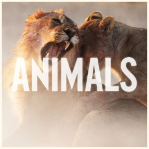 Maroon 5 — Animals | WRadio